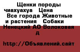 Щенки породы чиахуахуа › Цена ­ 12 000 - Все города Животные и растения » Собаки   . Ненецкий АО,Волоковая д.